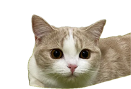まろん