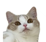 まろん