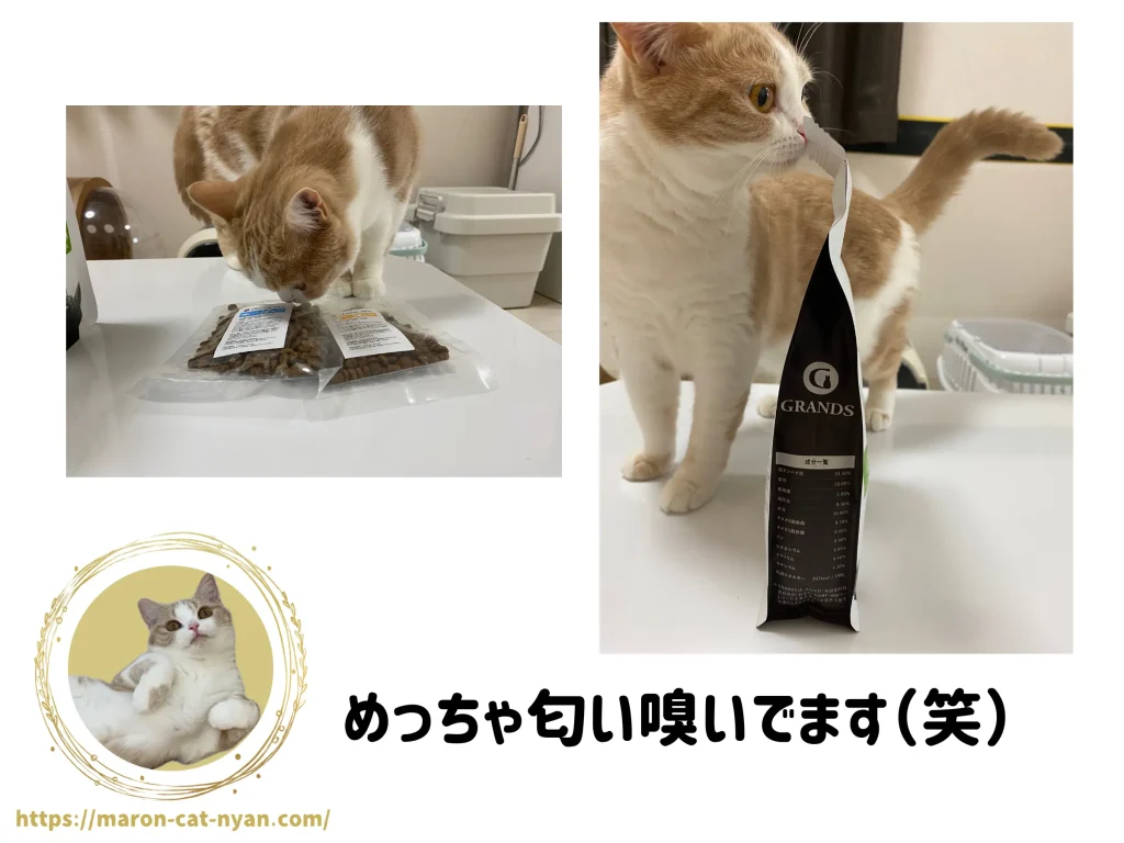 グランツキャットフードに寄ってくる猫(まろん)